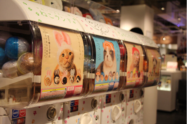 Turn Your Cat Into Hello Kitty With Adorable Collab Headwear! 14