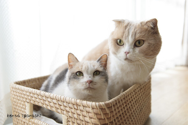 Meet the Cat Stars of the Neko Atsume Movie in the Official Photo Book! 0