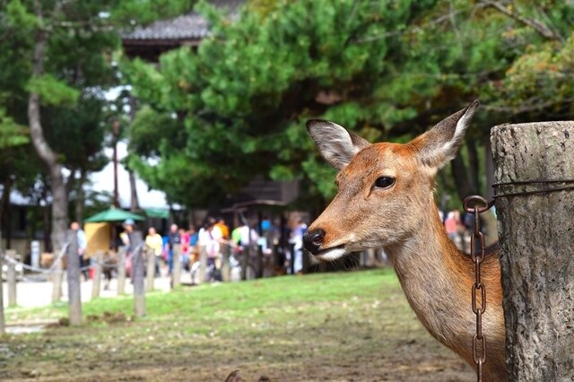 5 Heavenly Destinations in Japan for the Animal Lover [Ikemen Edition] 3