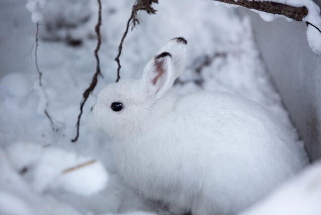 6 Hokkaido Animals that Hide in Snow 1