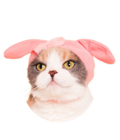 Turn Your Cat Into Hello Kitty With Adorable Collab Headwear! 3