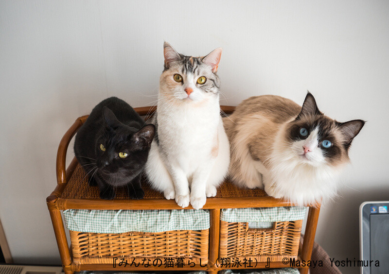 The cameraman’s three kitty apprentices (Masaya Yoshimura) 6