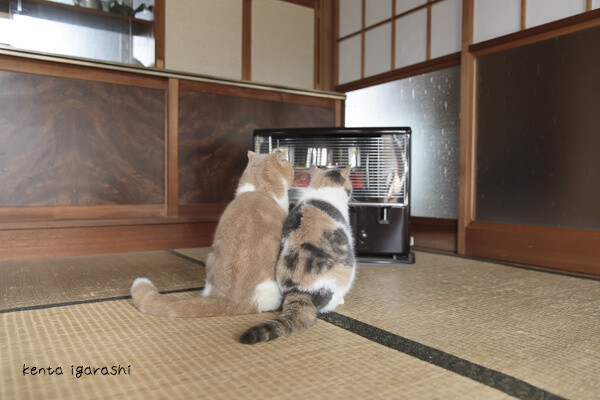 Meet the Cat Stars of the Neko Atsume Movie in the Official Photo Book! 2