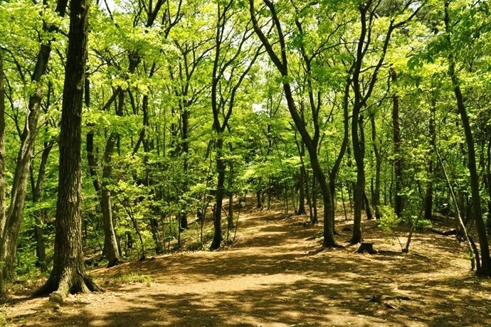 3 Magical Ghibli Hikes 0