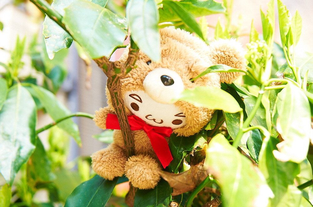 Kaomoji Kumagurumi 8