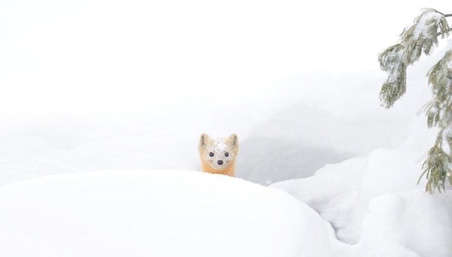 6 Hokkaido Animals that Hide in Snow 0