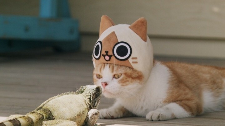 Hunting Ban Lifted! Kitty Airou is the Cutest Scaredy-Cat in This Commercial, “I am Airou”! 1