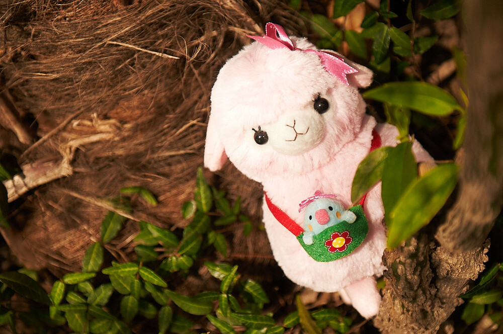 Kids Alpacasso 6