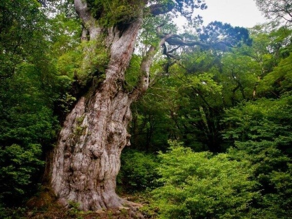 Top 5 Things to Do & See on Yakushima 1