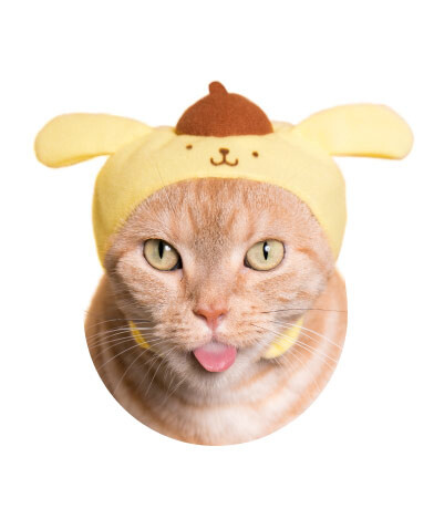 Turn Your Cat Into Hello Kitty With Adorable Collab Headwear! 2
