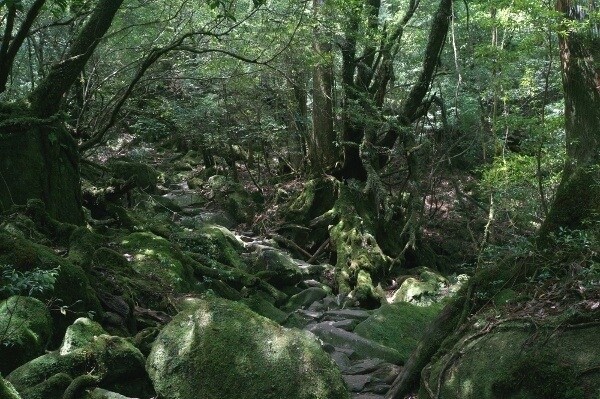 Top 5 Things to Do & See on Yakushima 5
