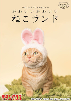 Turn Your Cat Into Hello Kitty With Adorable Collab Headwear! 10