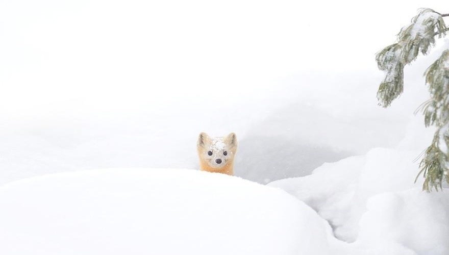 6 Hokkaido Animals that Hide in Snow | Art News | Tokyo Otaku Mode (TOM)  Shop: Figures & Merch From Japan