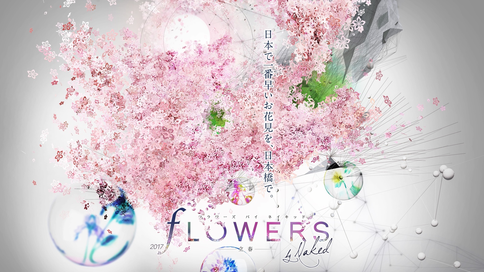 Enjoy Cherry Blossoms, Matcha Drinks & Sweets at Japan's Earliest Cherry Blossom Viewing! 11