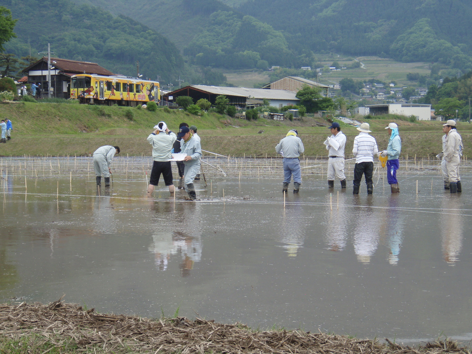 A Huge Naruto Appears! Amazing Rice Field Art. 3