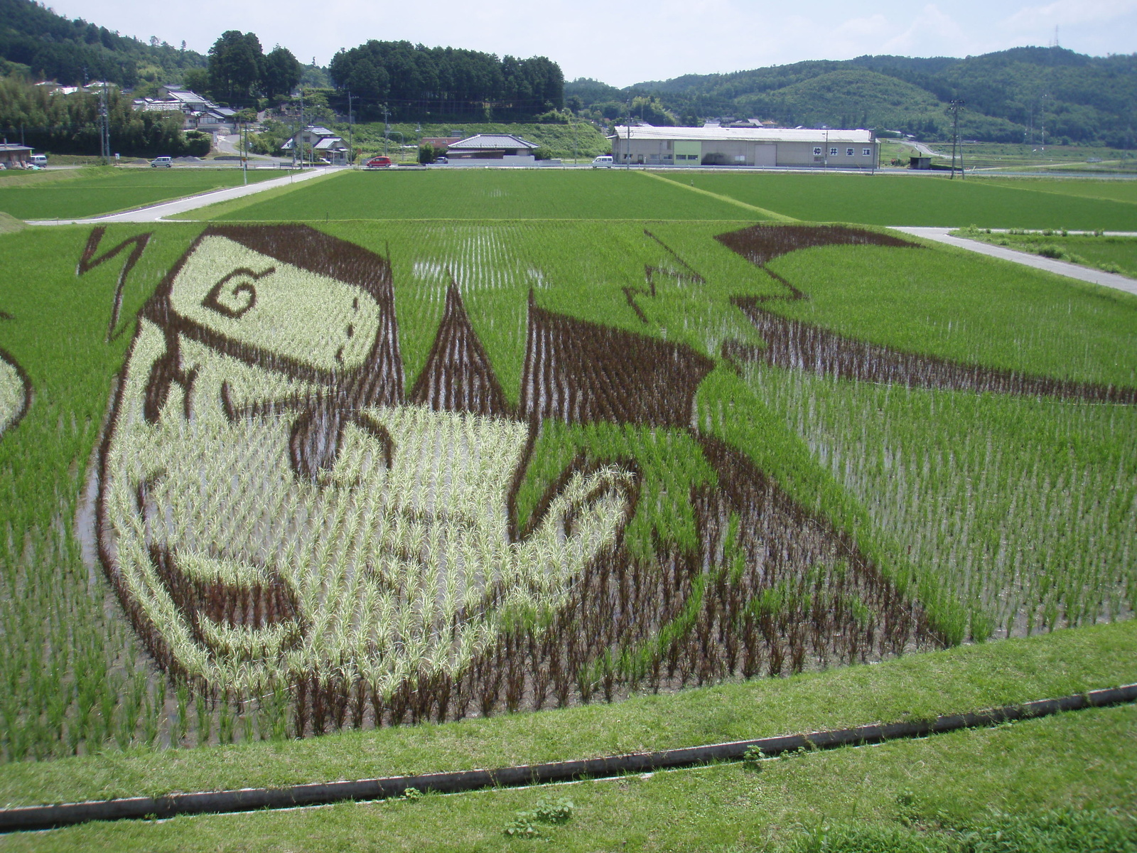 A Huge Naruto Appears! Amazing Rice Field Art. 1