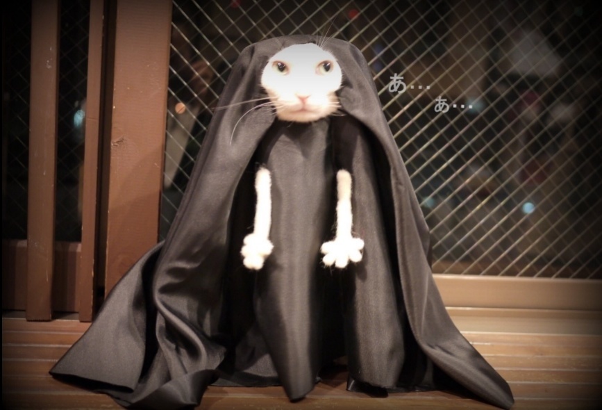 These Cat Cosplay Will Make Your Day