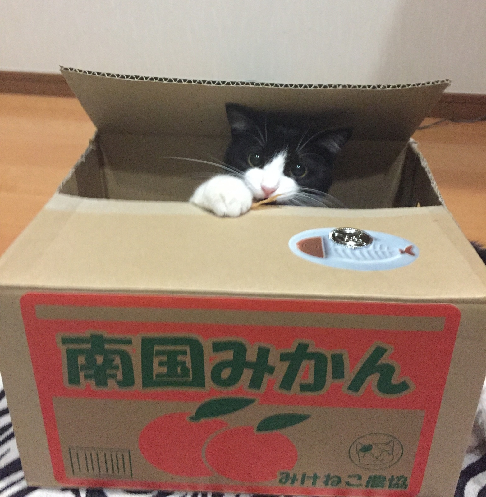 Photo category: first prize 0