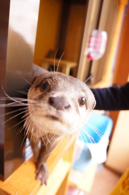 Play With Otters, Hedgehogs, and Lovebirds at Kobe’s Otter Cafe!