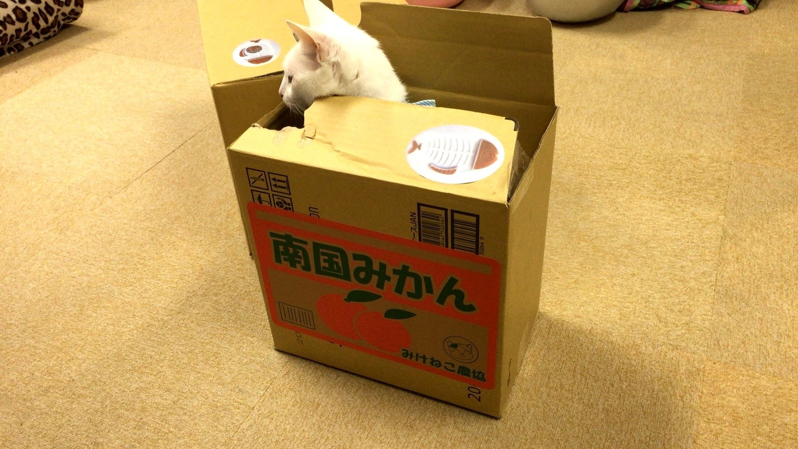 Real-Life Kitty Banks?! Itazura Bank Photo and Movie Contest Kicks Off June 6~! 4