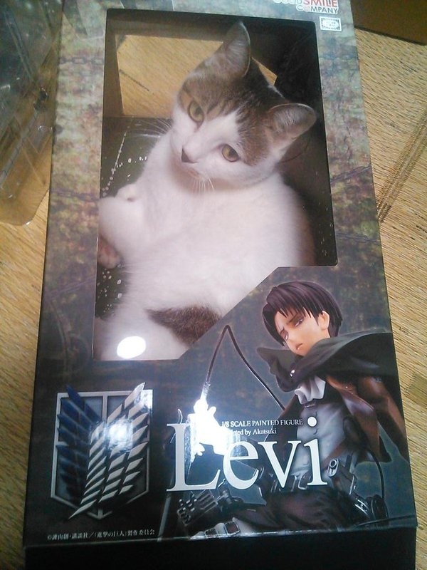 Cat-kind’s Weakest Soldier? It’s Captain Levi in Cat Form!