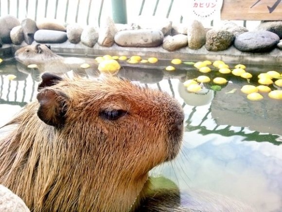 Capybara Across Japan Ward Off the Sniffles by Bathing with Yuzu, Delivering Big Dose of Adorable