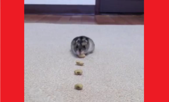 Twitter Has “Cute Competition” and This Hamster is Winning with Amazing Vacuum Cleaner Impression