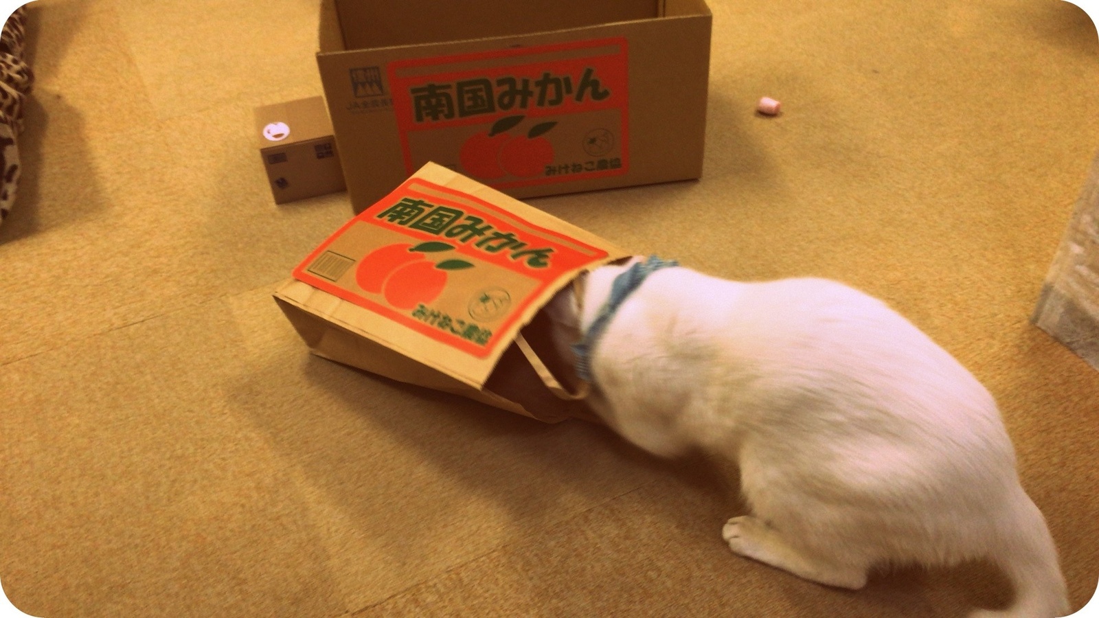 Real-Life Kitty Banks?! Itazura Bank Photo and Movie Contest Kicks Off June 6~! 1