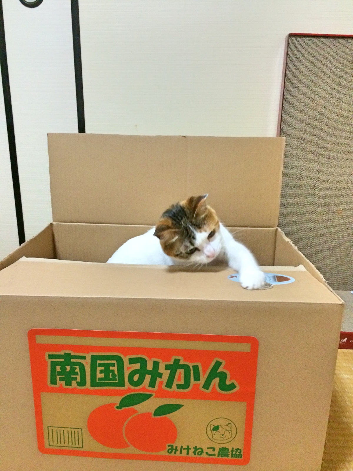 Cats in Boxes? Real Itazura Bank Photo & Movie Contest Site Finally Open to Public! 1