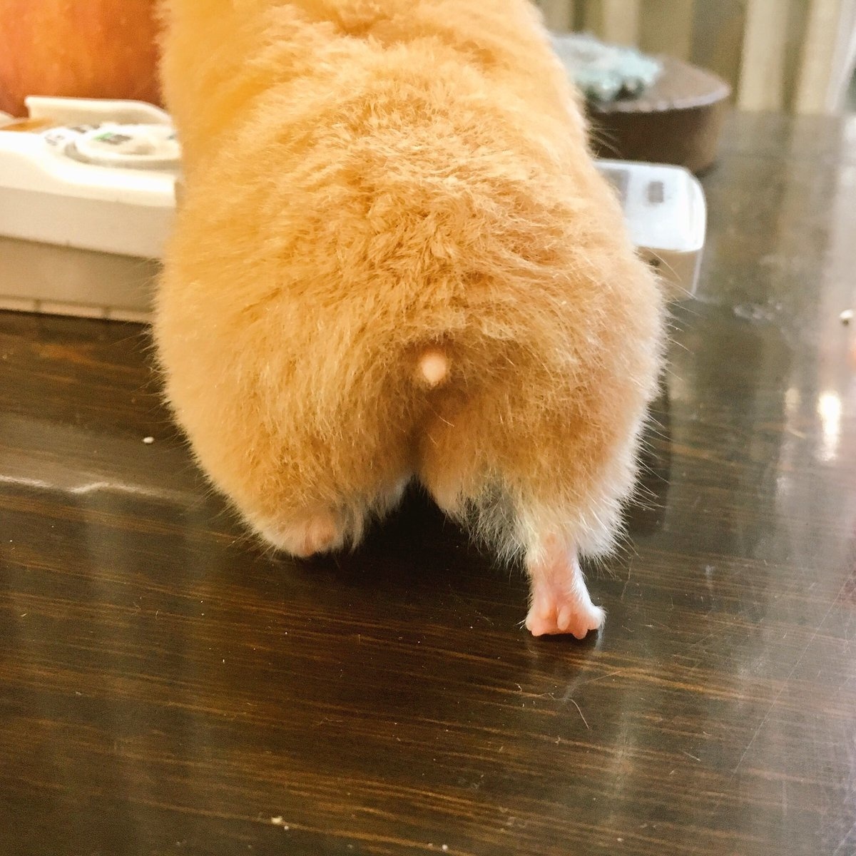 Let These Adorably Furry Behinds Take Your Worries Away