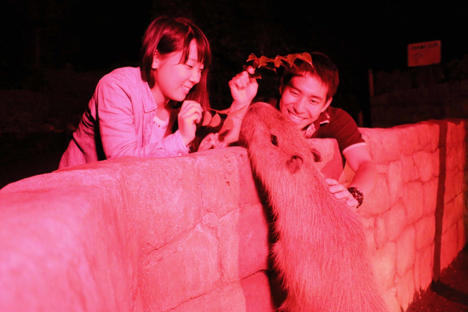 Feeding a capybara at night 1