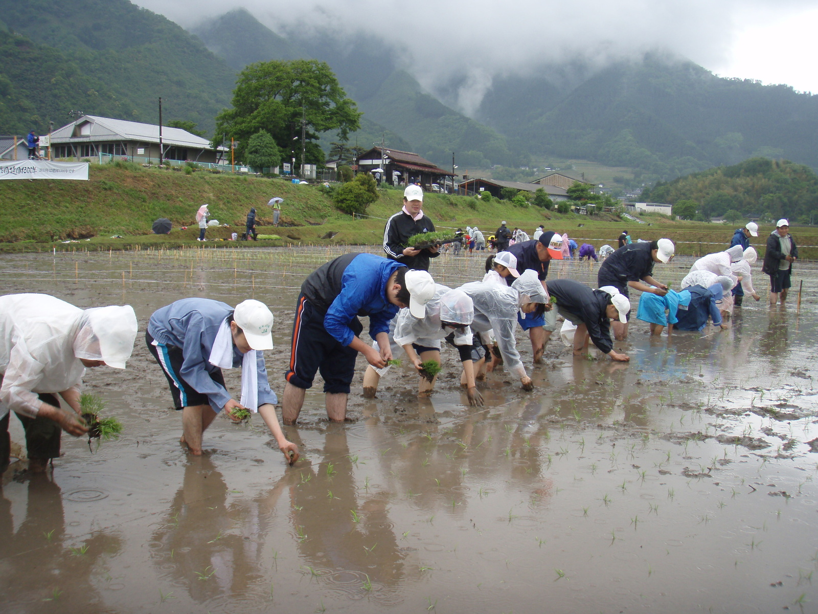 A Huge Naruto Appears! Amazing Rice Field Art. 4