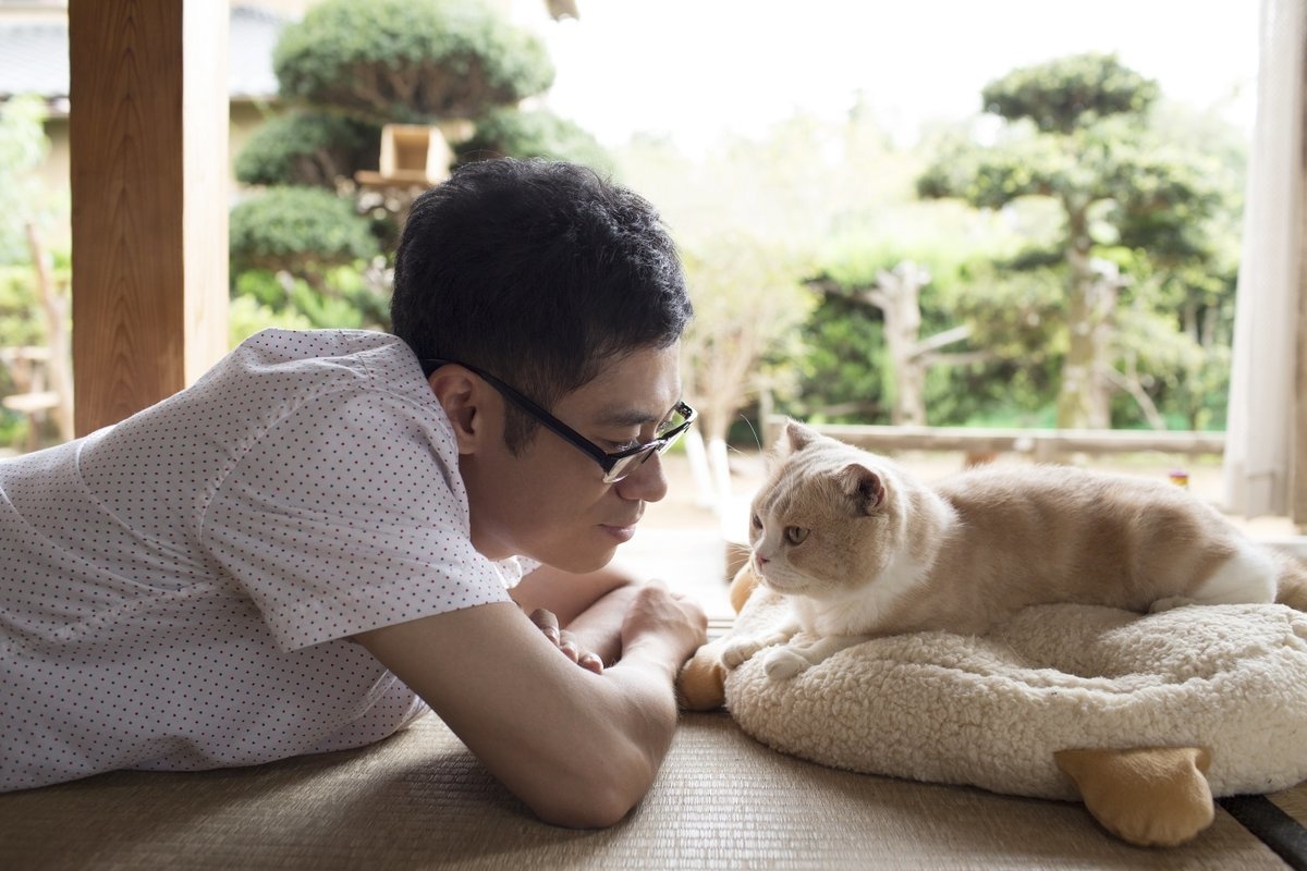 Neko Atsume to Get Live-Action Movie Adaptation!