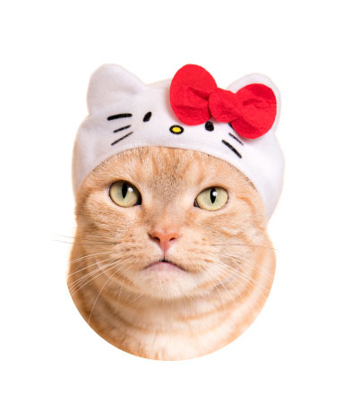 Turn Your Cat Into Hello Kitty With Adorable Collab Headwear!