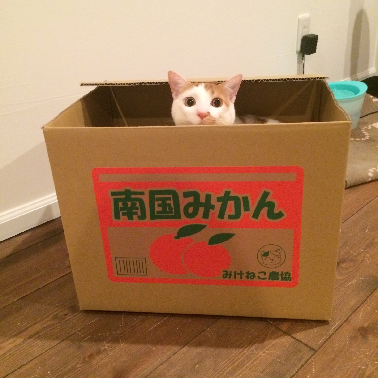 Cats in Boxes? Real Itazura Bank Photo & Movie Contest Site Finally Open to Public! 2