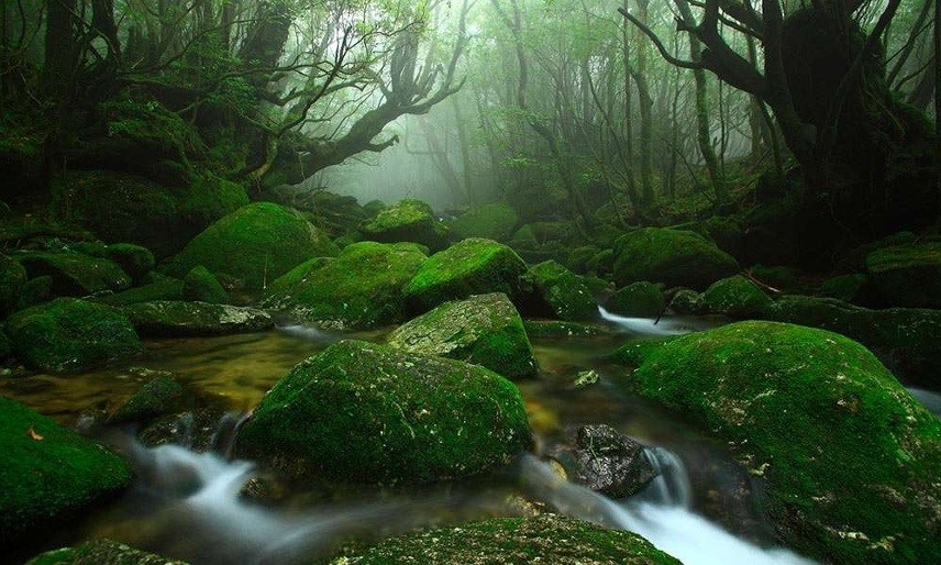 Top 5 Things to Do & See on Yakushima