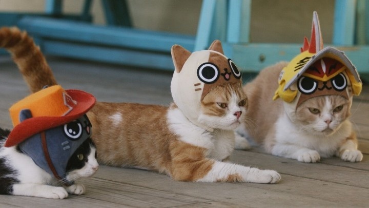 Hunting Ban Lifted! Kitty Airou is the Cutest Scaredy-Cat in This Commercial, “I am Airou”!