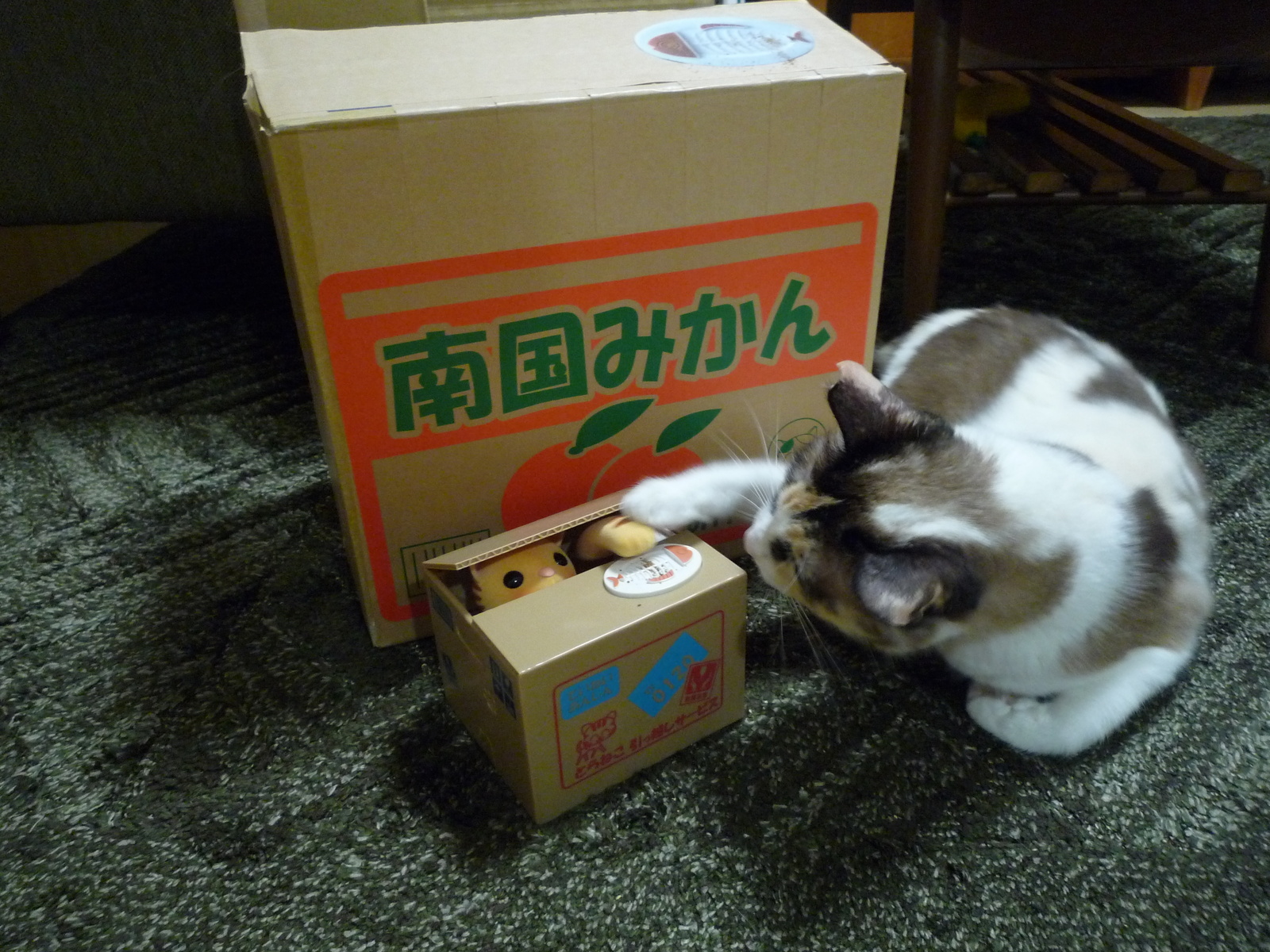 Cats in Boxes? Real Itazura Bank Photo & Movie Contest Site Finally Open to Public! 0