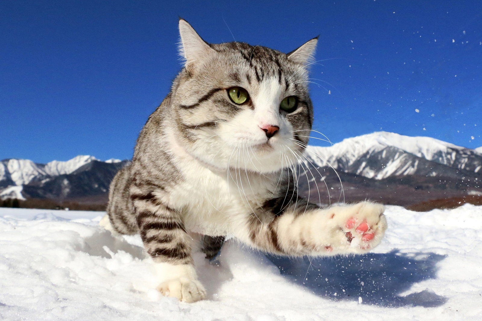 Idol Cat Nyankichi’s Official Photo Collection Hits Shelves! 2