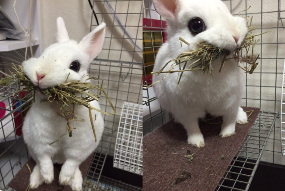 Adorably derpy bunny melts even the most frigid hearts on Japanese Twitter 【Pics】