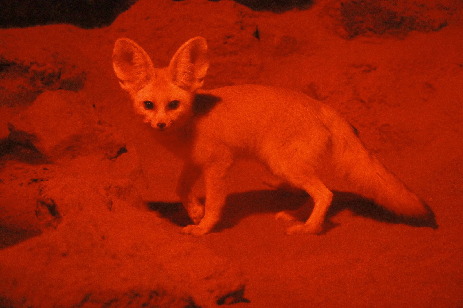 Fennec at night 6