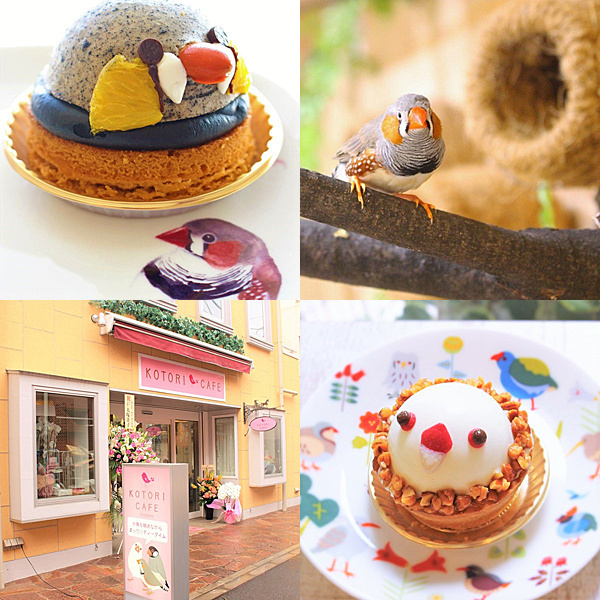 Celebrate the Opening of Kotori Cafe Sugamo with a Bird Dessert Present! ♪