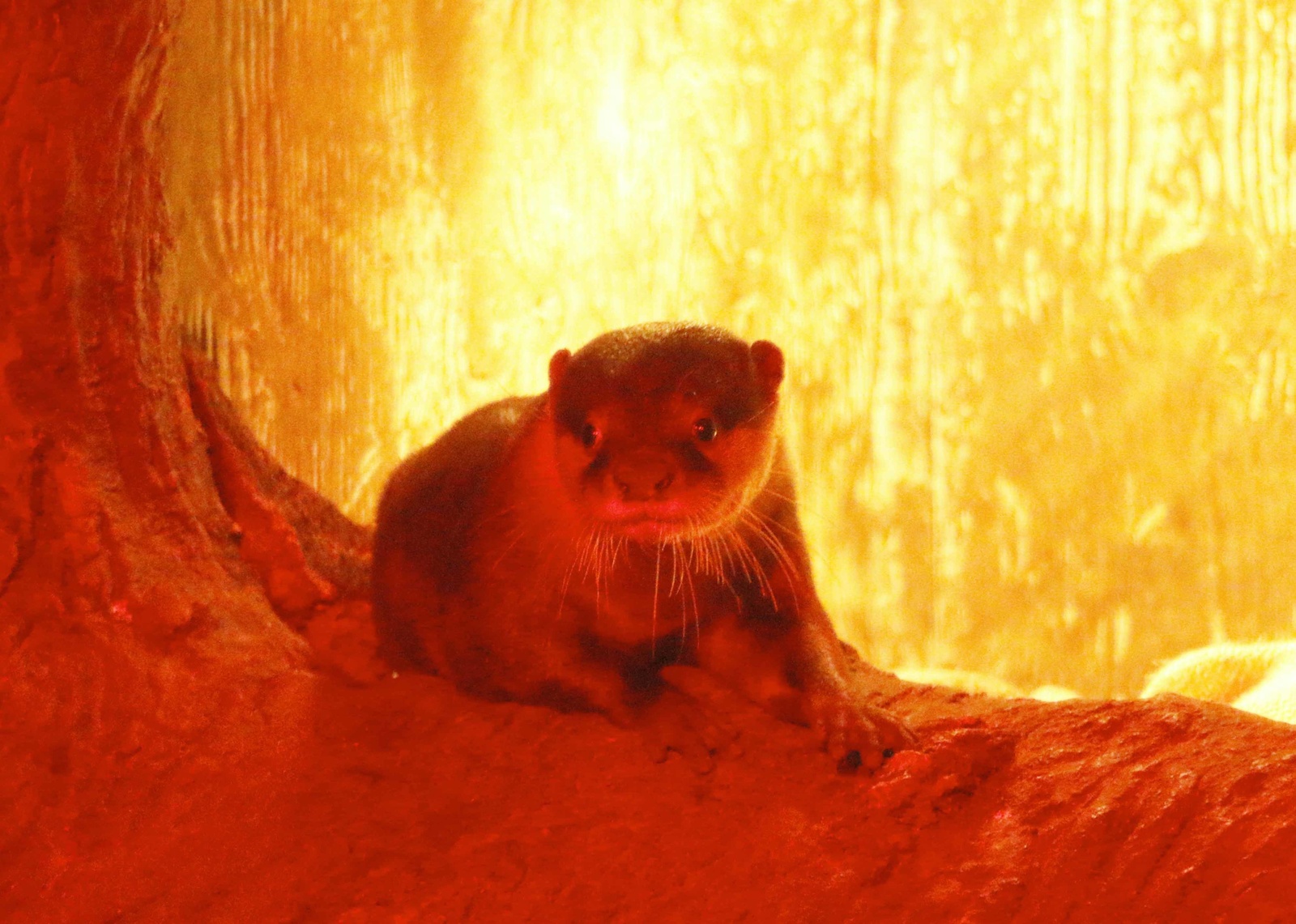 Asian small-clawed otter at night 5