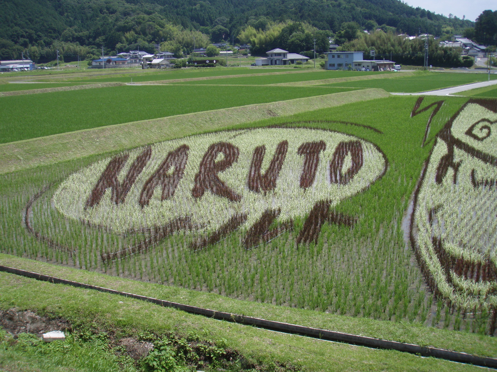 A Huge Naruto Appears! Amazing Rice Field Art. 0