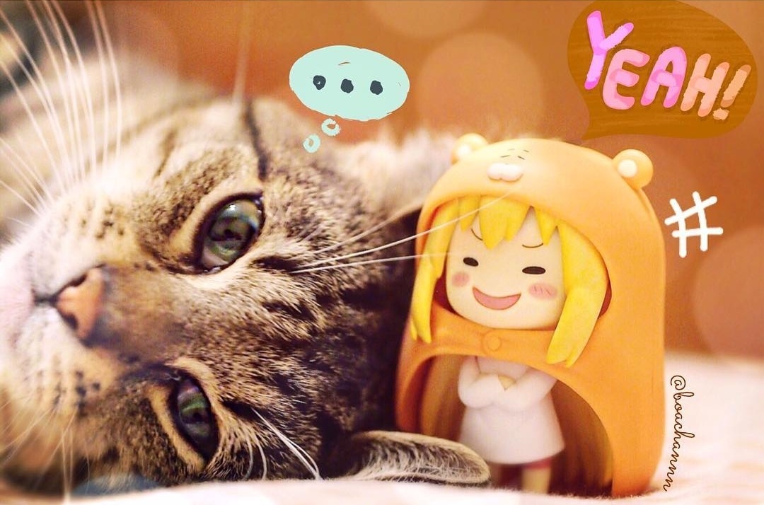 Calling All Cats: Here's the Best Bed for You!