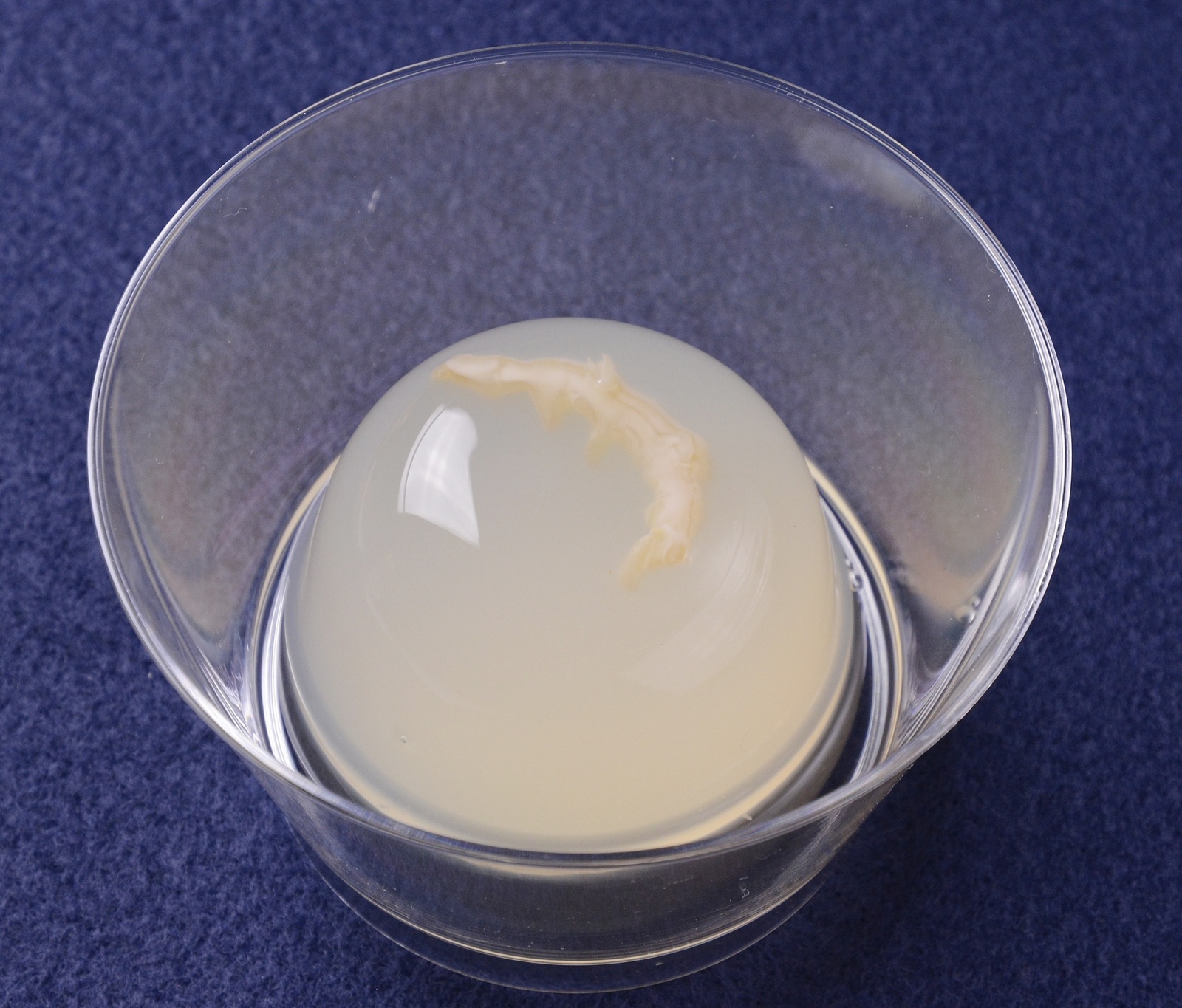 Whale Shark Patterned Ice Cream & Other Treats Inspired by Marine Creatures! 4