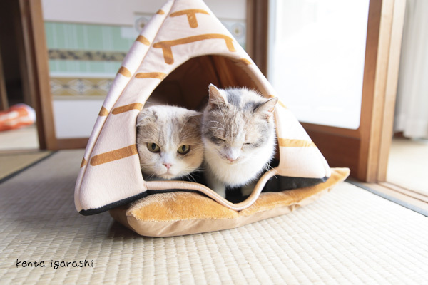 Meet the Cat Stars of the Neko Atsume Movie in the Official Photo Book!