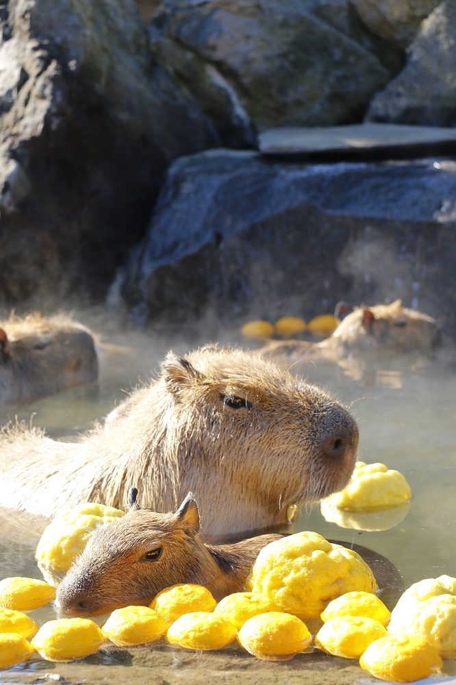 Let Capybaras Warm Your Soul in a Yuzu Bath!