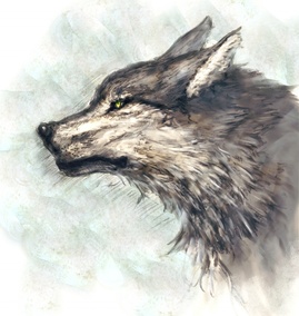 Wolf